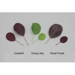 Pūkenis - Cotinus coggygria RUBY GLOW