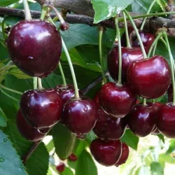 Trešnė - Prunus avium FABIOLA