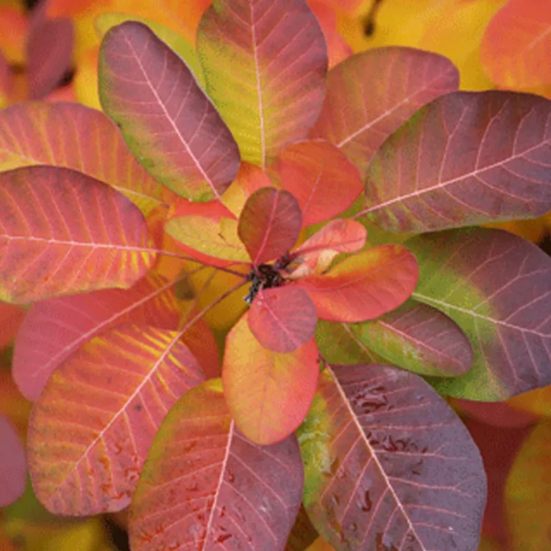 Pūkenis - Cotinus coggygria RUBY GLOW