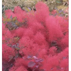 Pūkenis - Cotinus coggygria RUBY GLOW