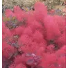 Pūkenis - Cotinus coggygria RUBY GLOW