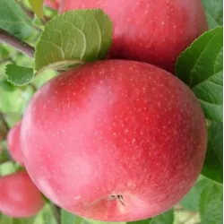 Žagarės sodų vaismedžiai internetu su pristatymu į namus