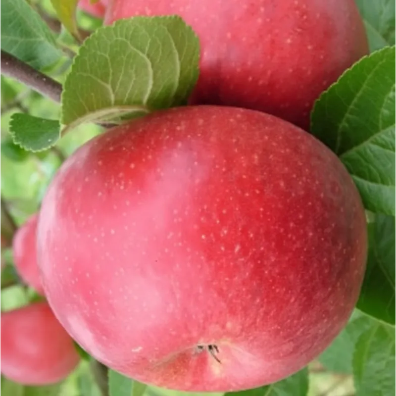 Žagarės sodų vaismedžiai internetu su pristatymu į namus