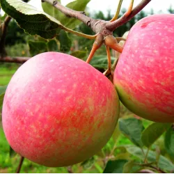 Obelų sodinukai internetu su pristatymu į namus