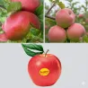 Sweetest apple garden