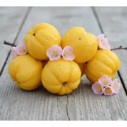 Large fruit chaenomeles - three year old plants