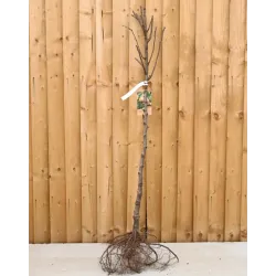 Kriaušė (žieminė) - Pyrus communis KSENA NOJABRSKAJA