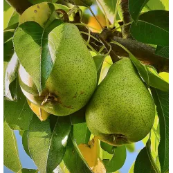 Pear - Pyrus communis XENIA