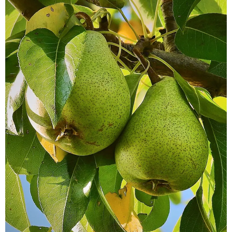 Kriaušė - Pyrus communis KSENA (XENIA)