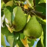 Kriaušė - Pyrus communis KSENA (XENIA)