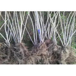 Juodieji serbentai - Ribes nigrum TIHOPE