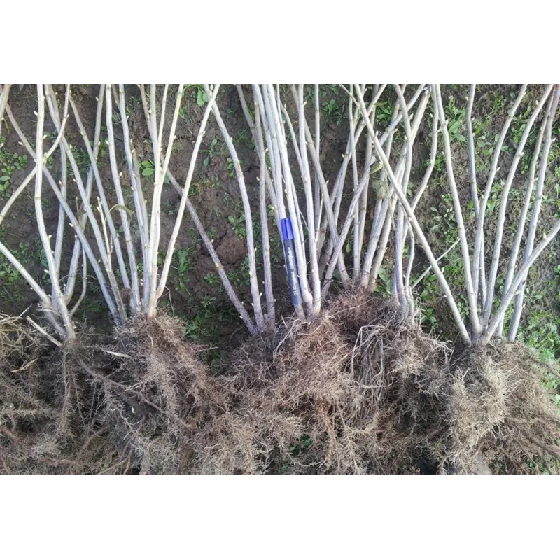 Black Currant - Ribes nigrum TIHOPE