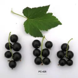 Juodieji serbentai - Ribes nigrum TIHOPE