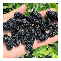 Juodasis šilkmedis su pristatymu į namus