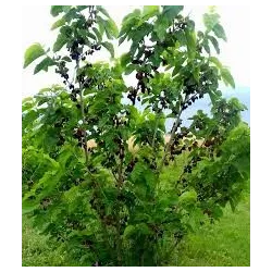 Juodasis šilkmedis su pristatymu į namus