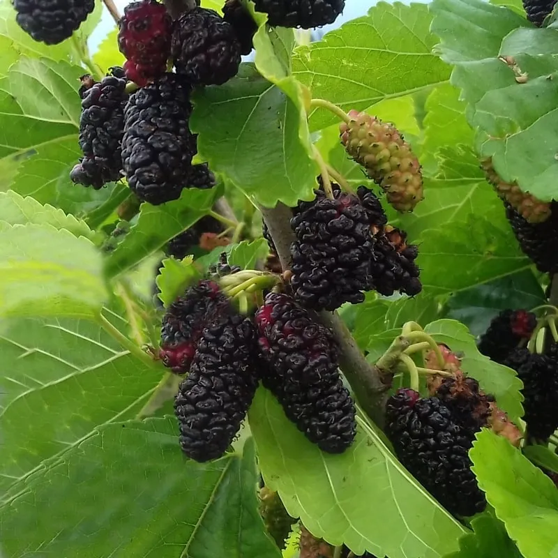 Juodasis šilkmedis su pristatymu į namus