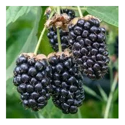 Gervuogė - Rubus fruticosus COLUMBIA STAR