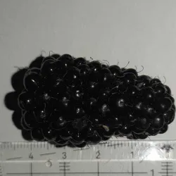 Rubus fruticosus COLUMBIA STAR