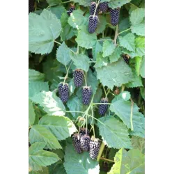Rubus fruticosus COLUMBIA STAR