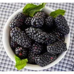 Rubus fruticosus COLUMBIA STAR