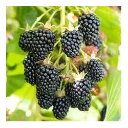 Gervuogė - Rubus fruticosus COLUMBIA STAR