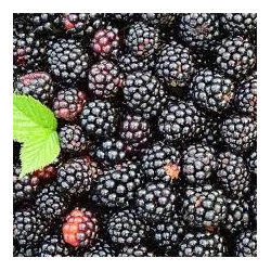 Rubus fruticosus JAGNA