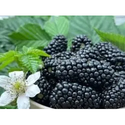 Gervuogė - Rubus fruticosus JAGNA