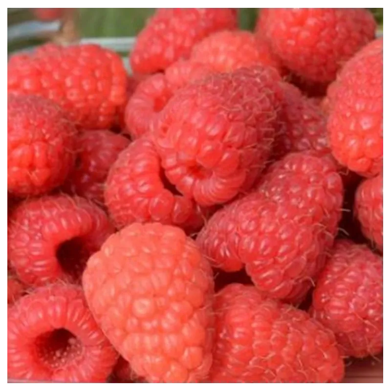 Paprastoji avietė Yummy su pristatymu į namus