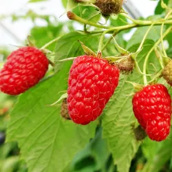 Paprastoji avietė Yummy su pristatymu į namus