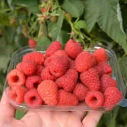 Paprastoji avietė Yummy su pristatymu į namus