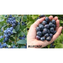Highbush Blueberry - Vaccinium corymbosum BLUECROP