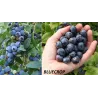 Highbush Blueberry - Vaccinium corymbosum BLUECROP