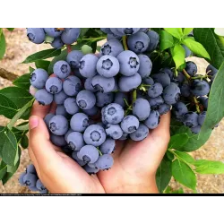Aukštoji šilauogė (vid. vėl.) - Vaccinium corymbosum BLUECROP