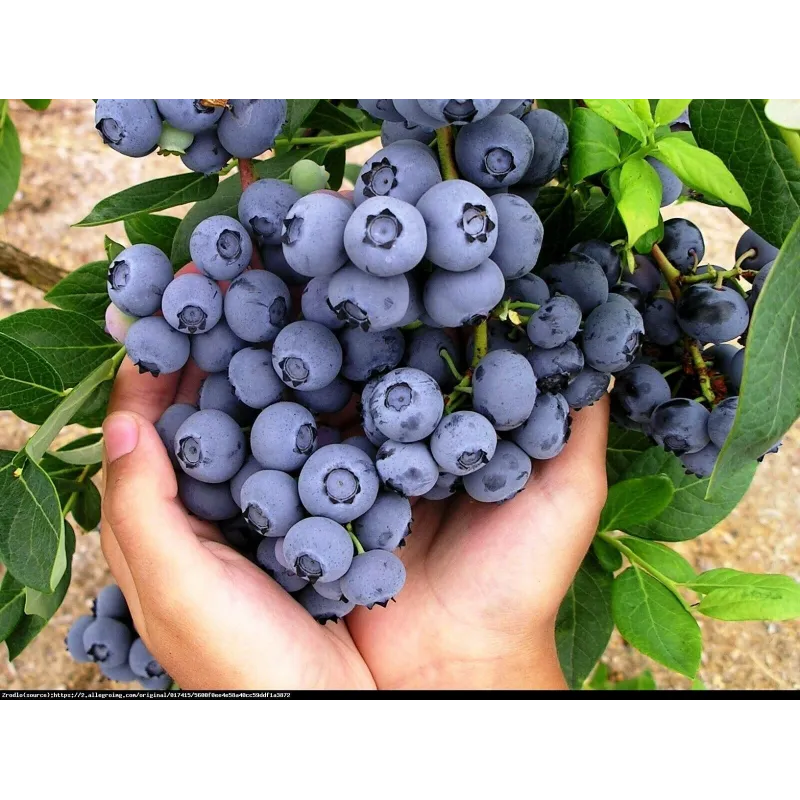 Highbush Blueberry - Vaccinium corymbosum BLUECROP