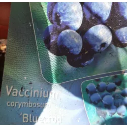 Highbush Blueberry - Vaccinium corymbosum BLUECROP