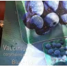 Highbush Blueberry - Vaccinium corymbosum BLUECROP