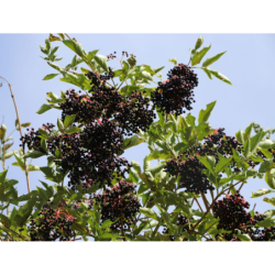 Juoduogis šeivamedis - Sambucus nigra HAIDEGG 17