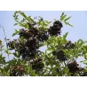 Juoduogis šeivamedis - Sambucus nigra HAIDEGG 17