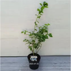 Aukštoji šilauogė (vid. vėl.) - Vaccinium corymbosum BLUECROP