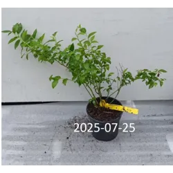 Aukštoji šilauogė (vid. vėl.) - Vaccinium corymbosum BLUECROP