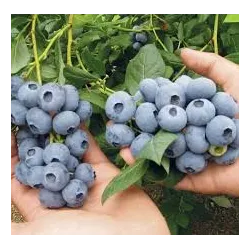 Highbush Blueberry - Vaccinium corymbosum BLUECROP