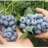 Highbush Blueberry - Vaccinium corymbosum BLUECROP