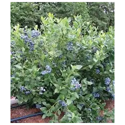 Aukštoji šilauogė (ankstyva - vid. vėl.) - Vaccinium corymbosum DRAPER