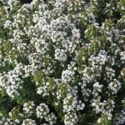 Daugiametės gėlės internetu su pristatymu į namus