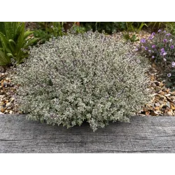 Thymus vulgaris SILVER POSIE
