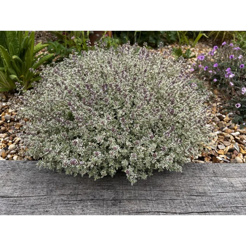 Thymus vulgaris SILVER POSIE
