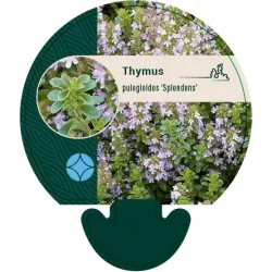 Daugiametės gėlės internetu su pristatymu į namus