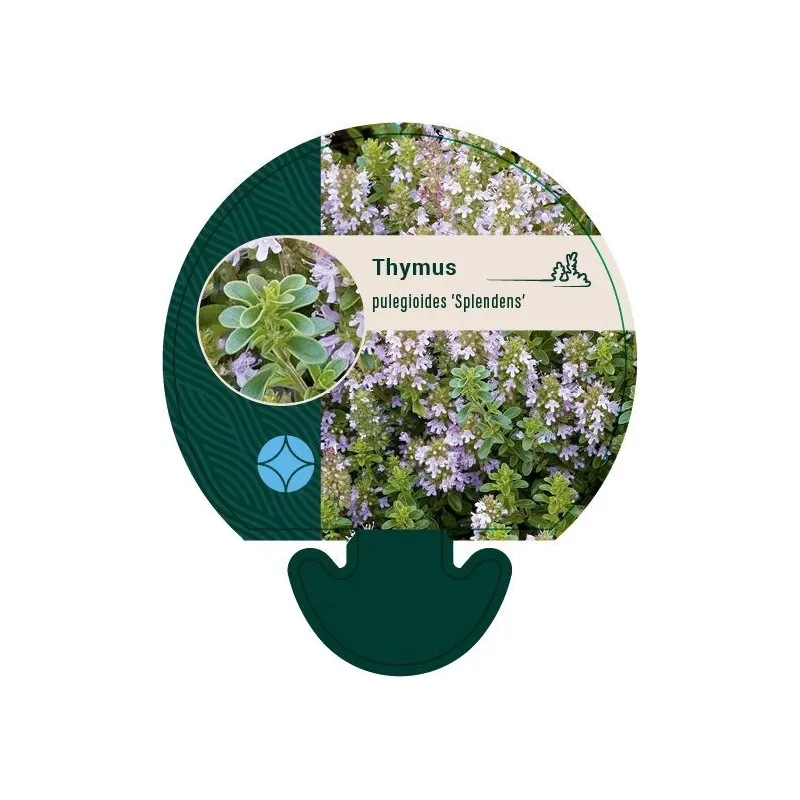 Thymus pulegioides SPLENDENS