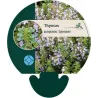 Thymus pulegioides SPLENDENS