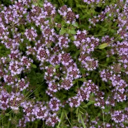 Thymus pulegioides SPLENDENS